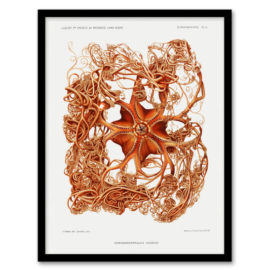 Vintage Marine Life Deep Sea Basket Star Starfish Framed Wall Art Print
