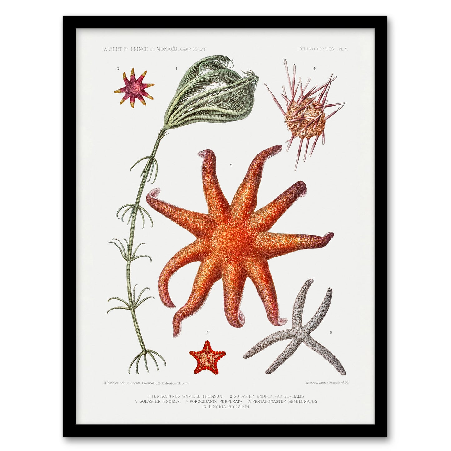 Vintage Marine Life Deep Sea Starfish Varieties Framed Wall Art Picture Print