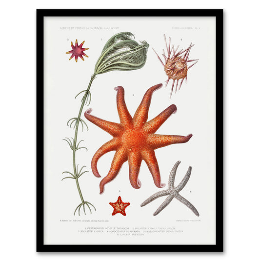 Vintage Marine Life Deep Sea Starfish Varieties Framed Wall Art Picture Print