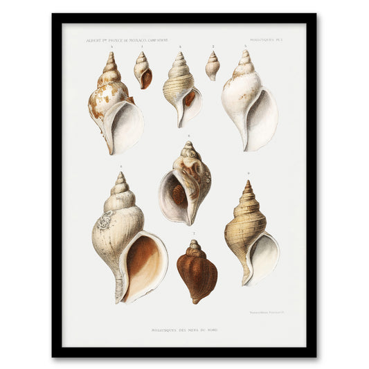Vintage Marine Life Northen Sea Mollusk Sea Shells Framed Wall Art Print