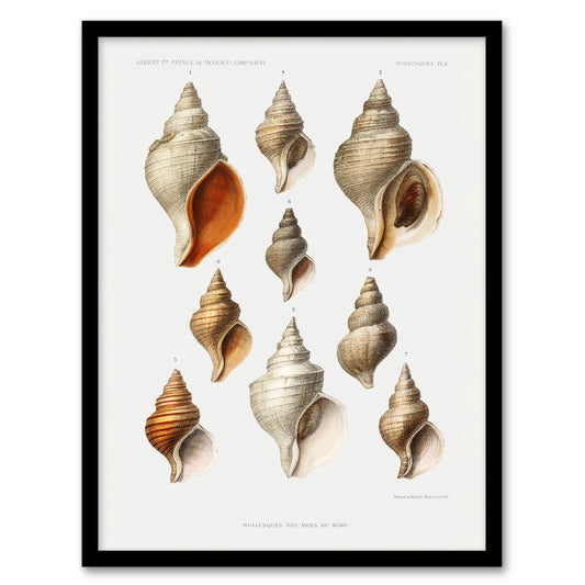 Vintage Marine Life Molluscs from the Northen Sea Framed Wall Art Print
