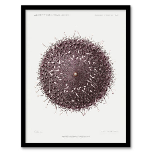 Vintage Marine Life Sea Urchin Detailed Illustration Framed Wall Art Print