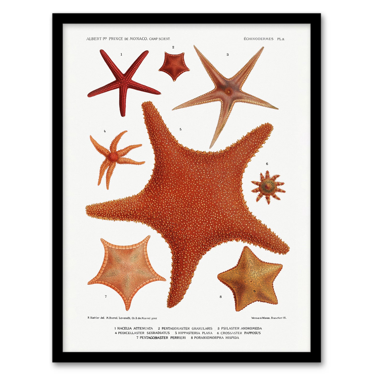 Vintage Marine Life Starfish Species Varieties Framed Wall Art Picture Print