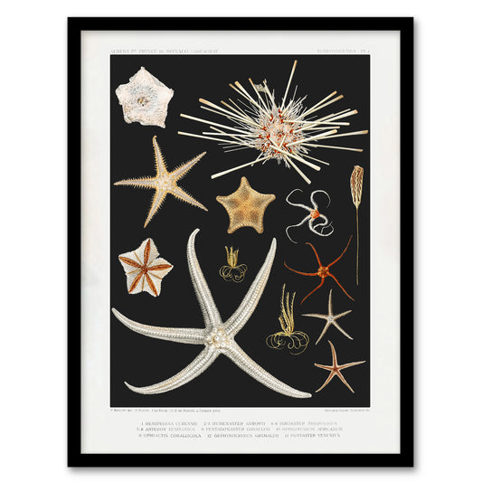 Vintage Marine Life Varieties of Deep Sea Starfish Framed Wall Art Print