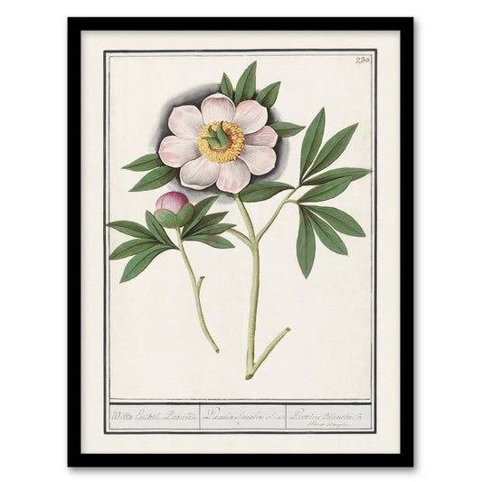 Anselmus de Boodt Blooming Peony Flower Study Framed Wall Art Picture Print