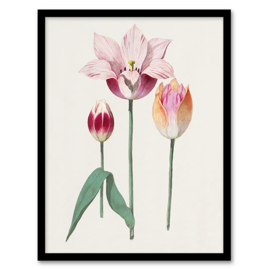 Anselmus de Boodt Blooming Tulip Flower Illustration Framed Wall Art Print