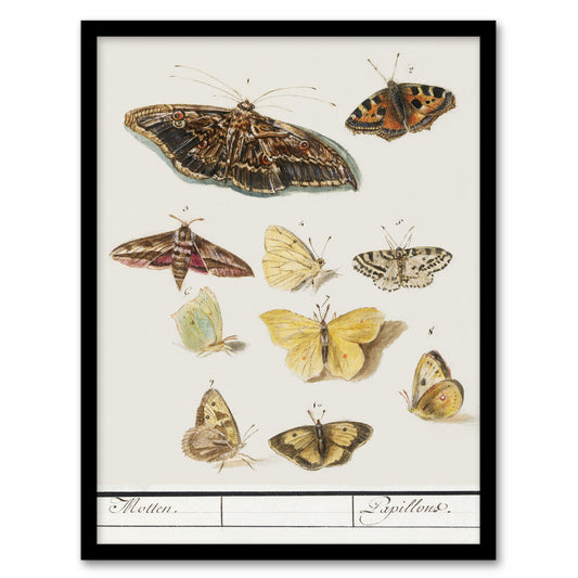 Anselmus de Boodt Butterflies and Moths Study Framed Wall Art Picture Print