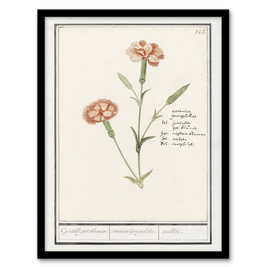 Anselmus de Boodt Carnation Dianthus Flower Framed Wall Art Picture Print