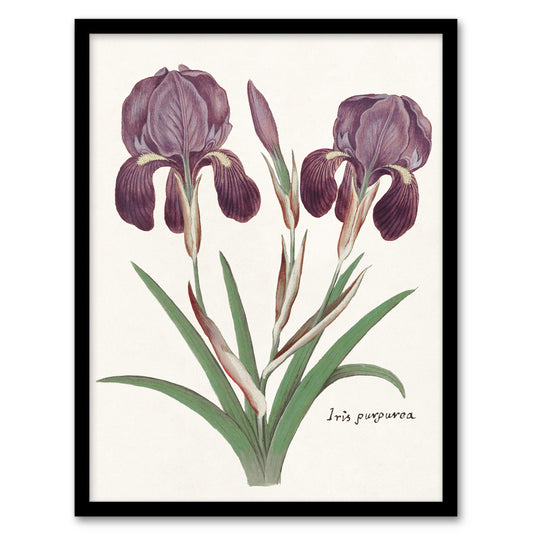Anselmus de Boodt Purple Iris Germanica Flower Framed Wall Art Picture Print