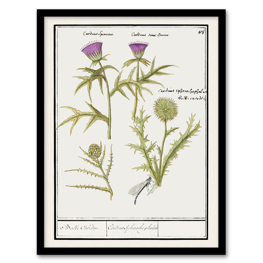 Anselmus de Boodt Thistle and Artichoke Flowers Framed Wall Art Picture Print