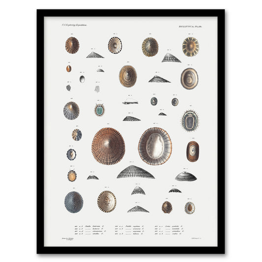 Augustus A Gould Limpet Sea Snail Shell Varieties Framed Wall Art Print