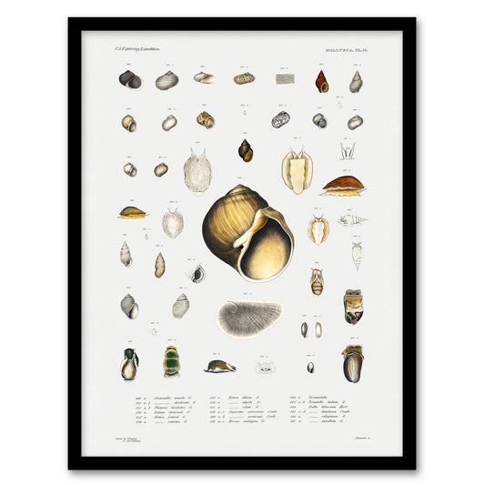 Augustus A Gould Sea Snail Shell Varieties Set Framed Wall Art Picture Print
