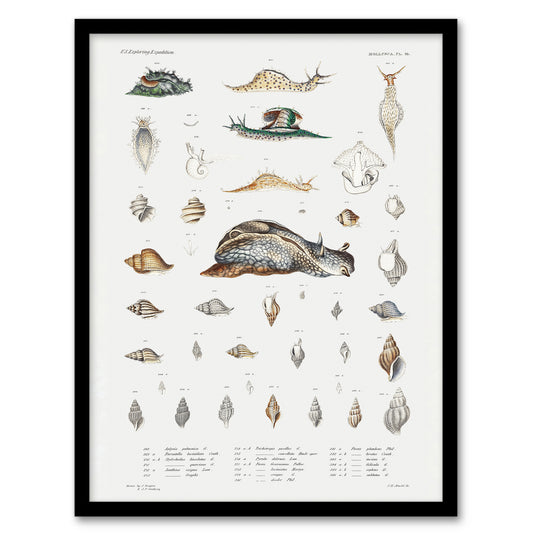 Augustus A Gould Snail Varieties and Sea Shells Framed Wall Art Picture Print