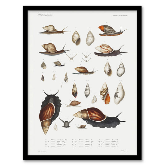 Augustus A Gould Snail Varieties Vintage Illustration Framed Wall Art Print