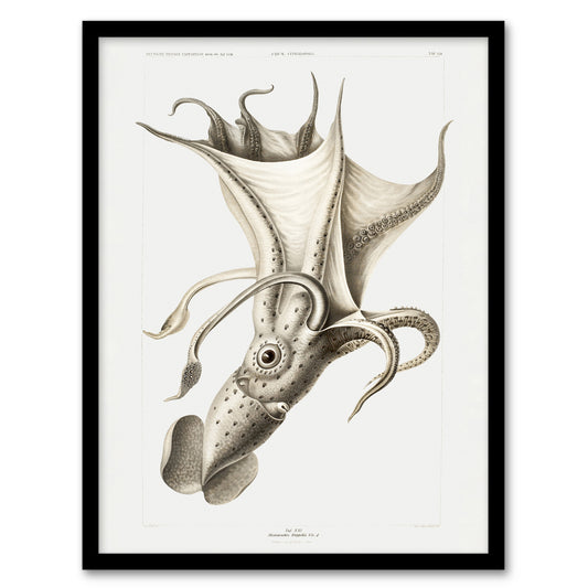 Carl Chun Cockeyed Squid Vintage Illustration Framed Wall Art Picture Print