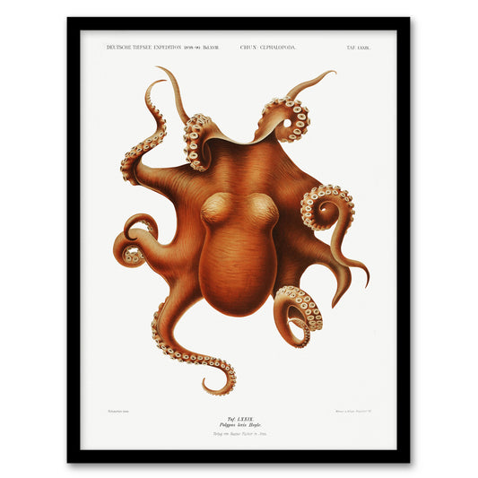 Carl Chun Octopus Vintage Cephalopod Illustration Framed Wall Art Print