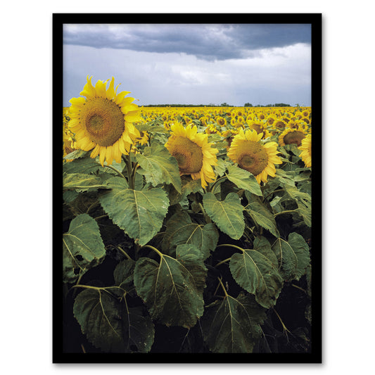 Carol M Highsmith A Kansas Sunflower Field Up Close Framed Wall Art Print