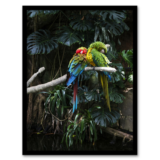 Carol M Highsmith Colourful Sleeping Parrots Photo Framed Wall Art Print