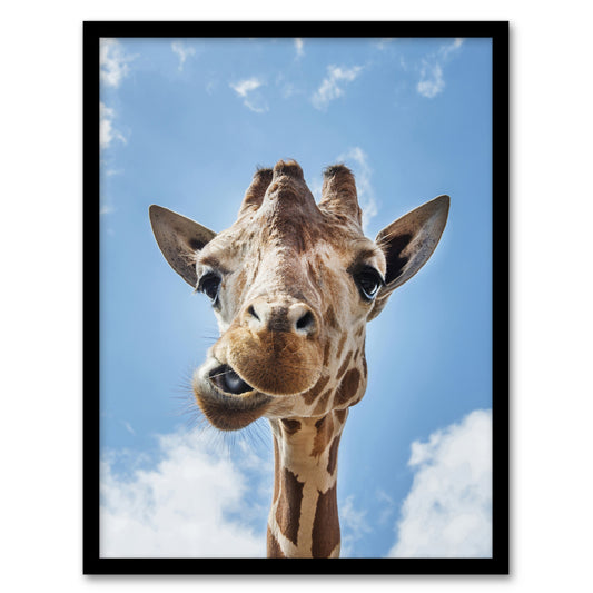 Carol M Highsmith Funny Up Close Look At A Giraffe Framed Wall Art Print