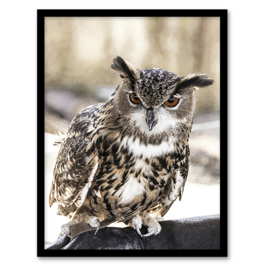 Carol M Highsmith Long Eared Owl Perched On A Rock Framed Wall Art Print