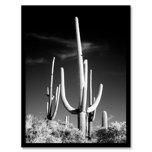 Carol M Highsmith Saguaro Cactus Black White Photograph Framed Wall Art Print
