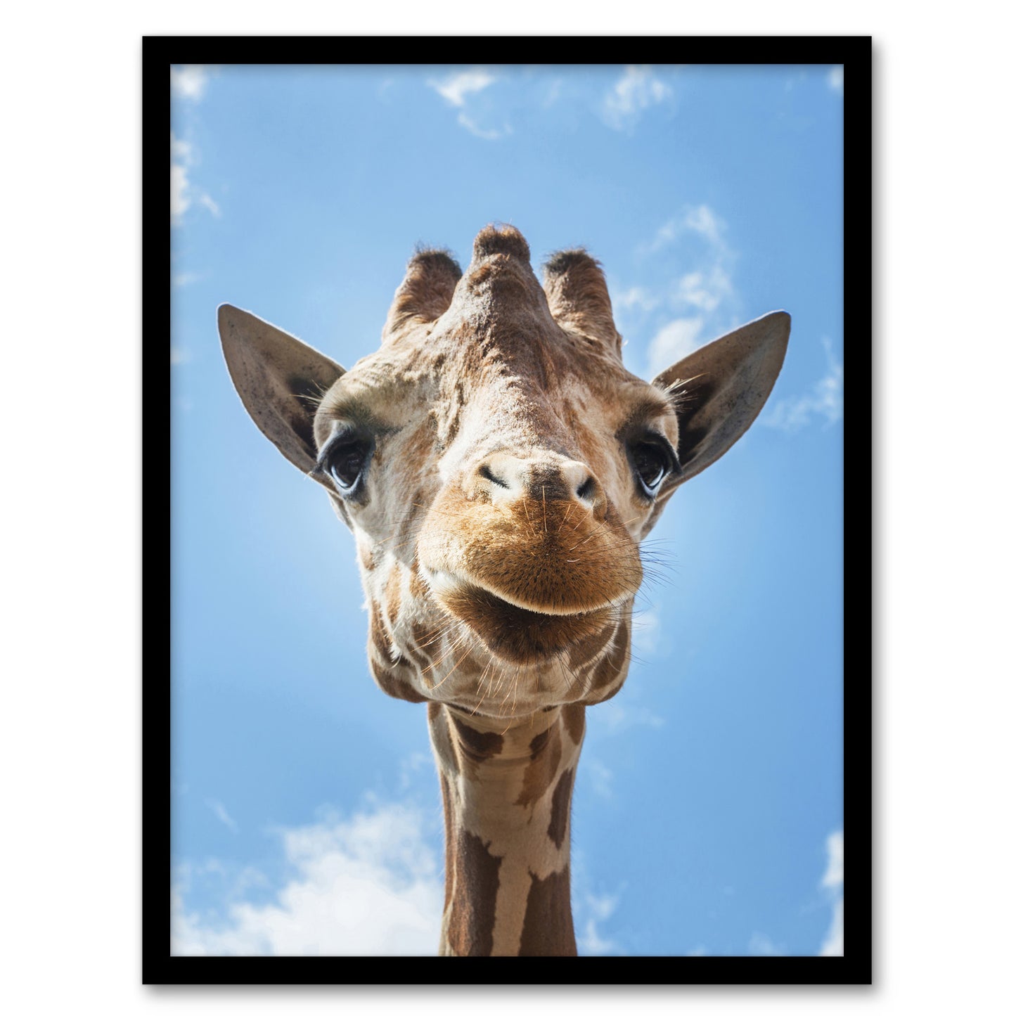 Carol M Highsmith Giraffe Head Up Close Look Framed Wall Art Picture Print