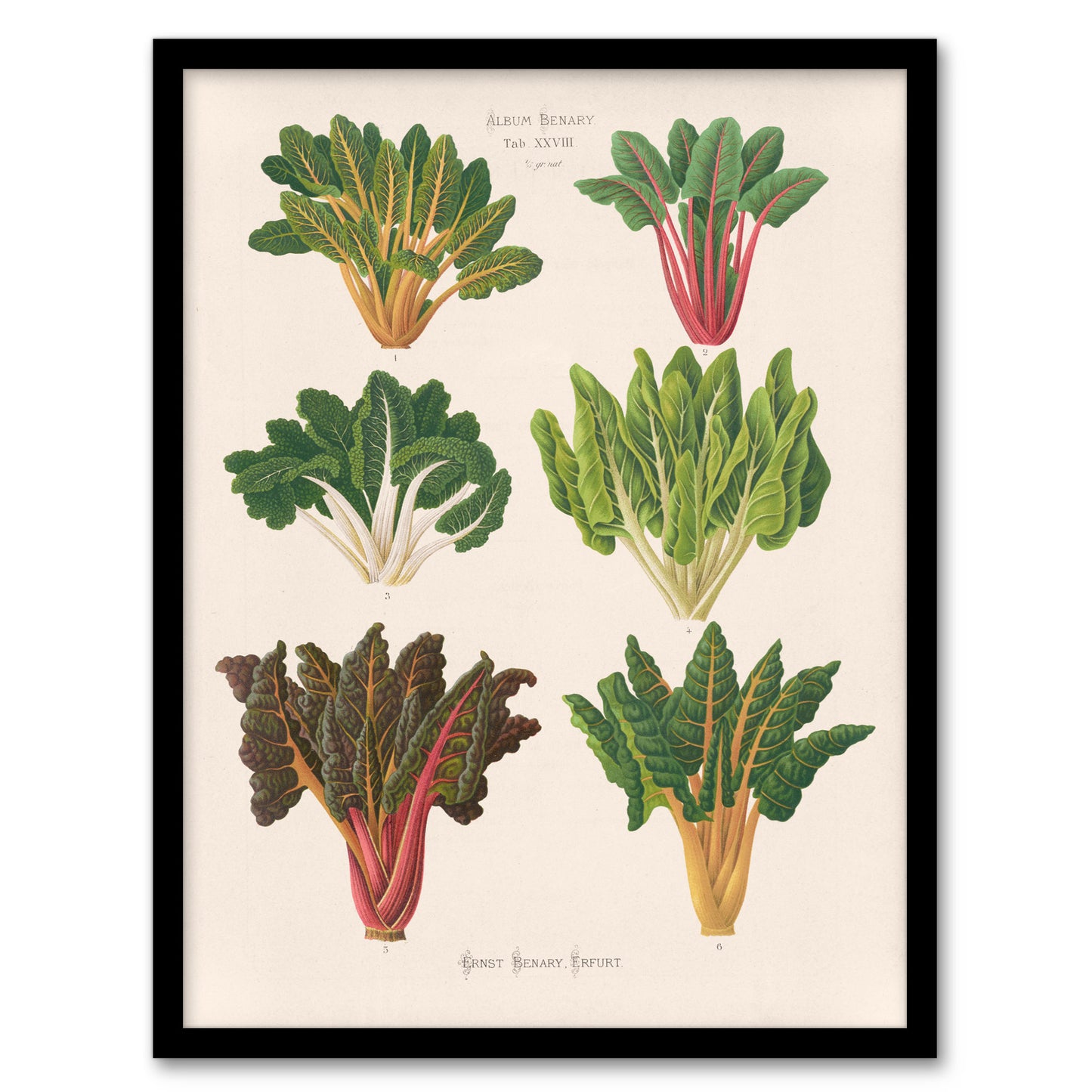 Ernst Benary Beet and Swiss Chard Vintage Botanical Framed Wall Art Print