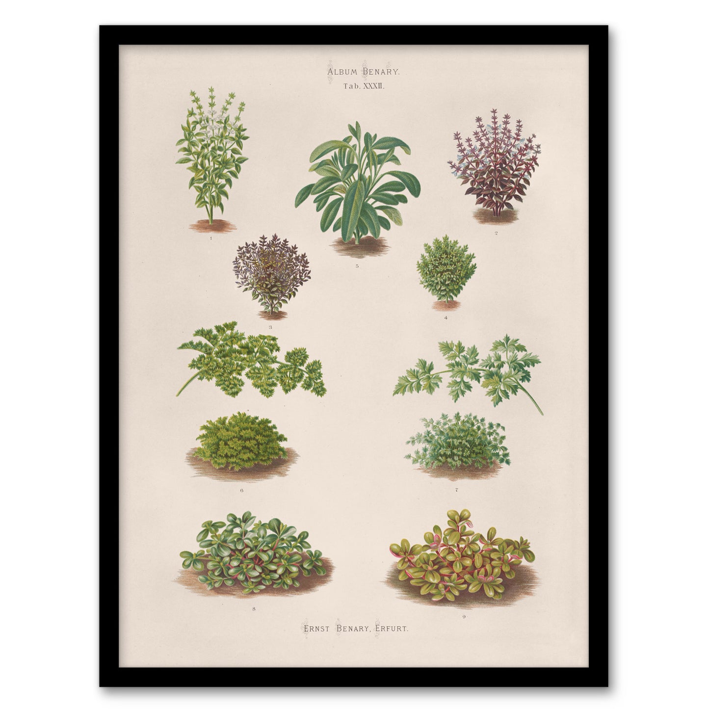 Ernst Benary Botanical Bushes Vintage Illustration Framed Wall Art Print