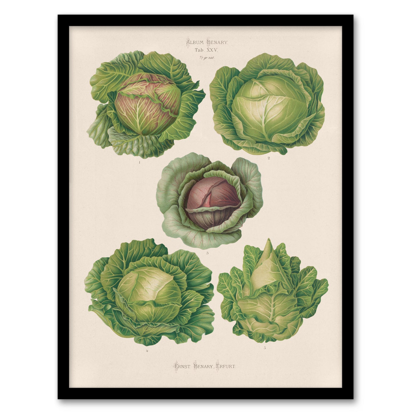 Ernst Benary Cabbage Varieties Vintage Botanical Framed Wall Art Print