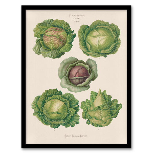 Ernst Benary Cabbage Varieties Vintage Botanical Framed Wall Art Print