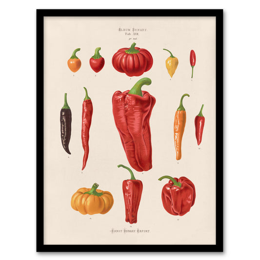 Ernst Benary Capsicums and Chili Pepper Varieties Framed Wall Art Print