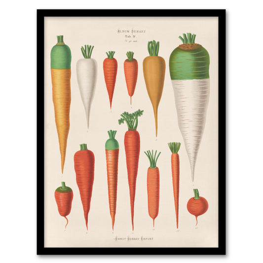 Ernst Benary Carrot Varieties Vintage Illustration Framed Wall Art Print