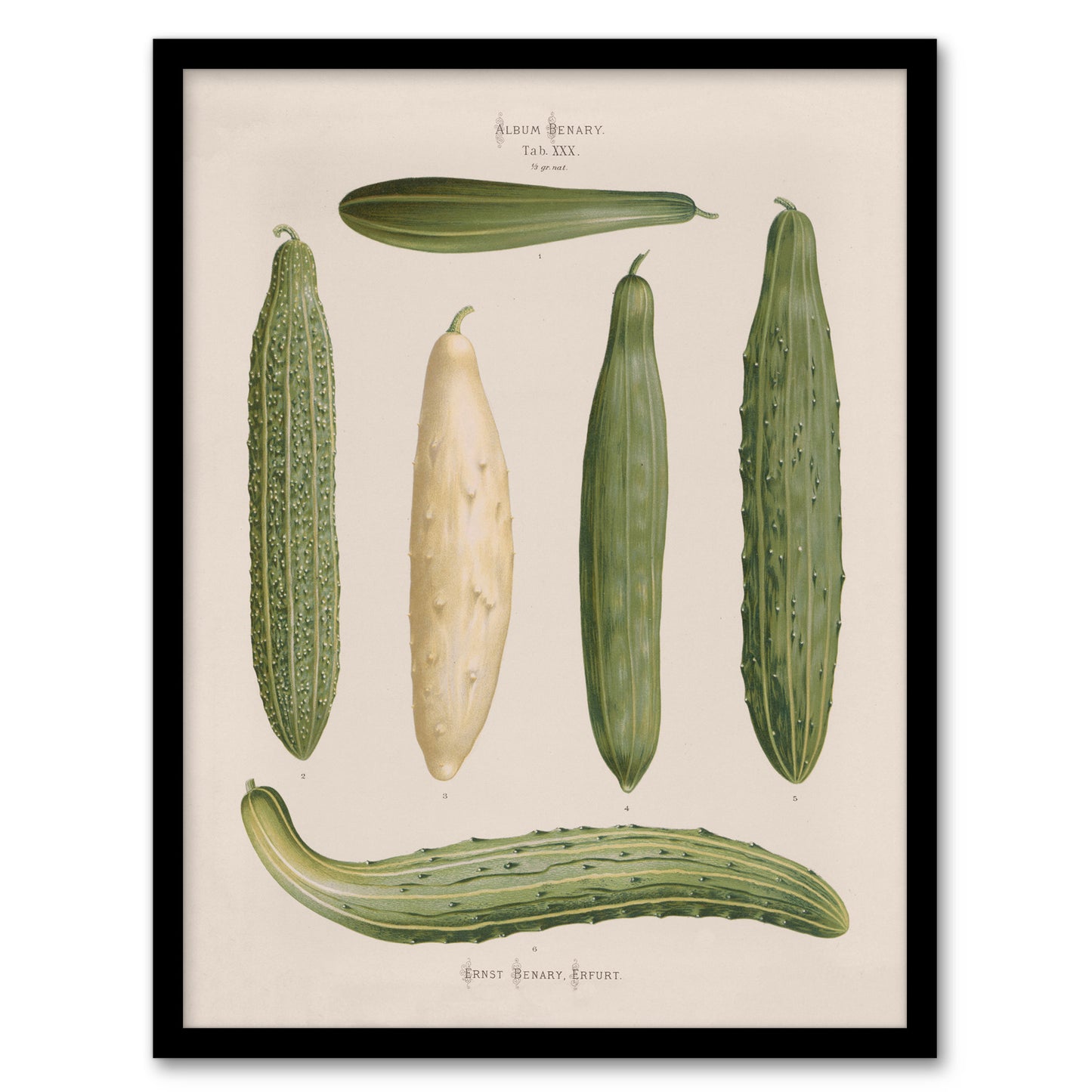 Ernst Benary Trellis Frame Cucumber Varieties Framed Wall Art Picture Print