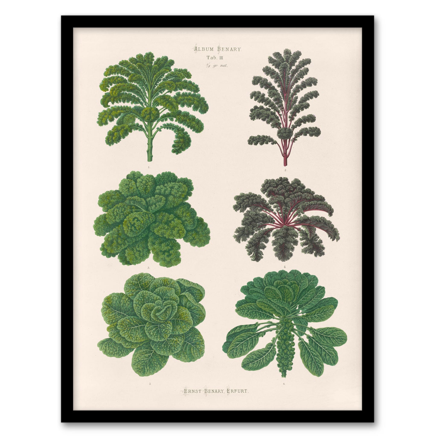 Ernst Benary Kale and Brussel Sprouts Vintage Botanical Framed Wall Art Print