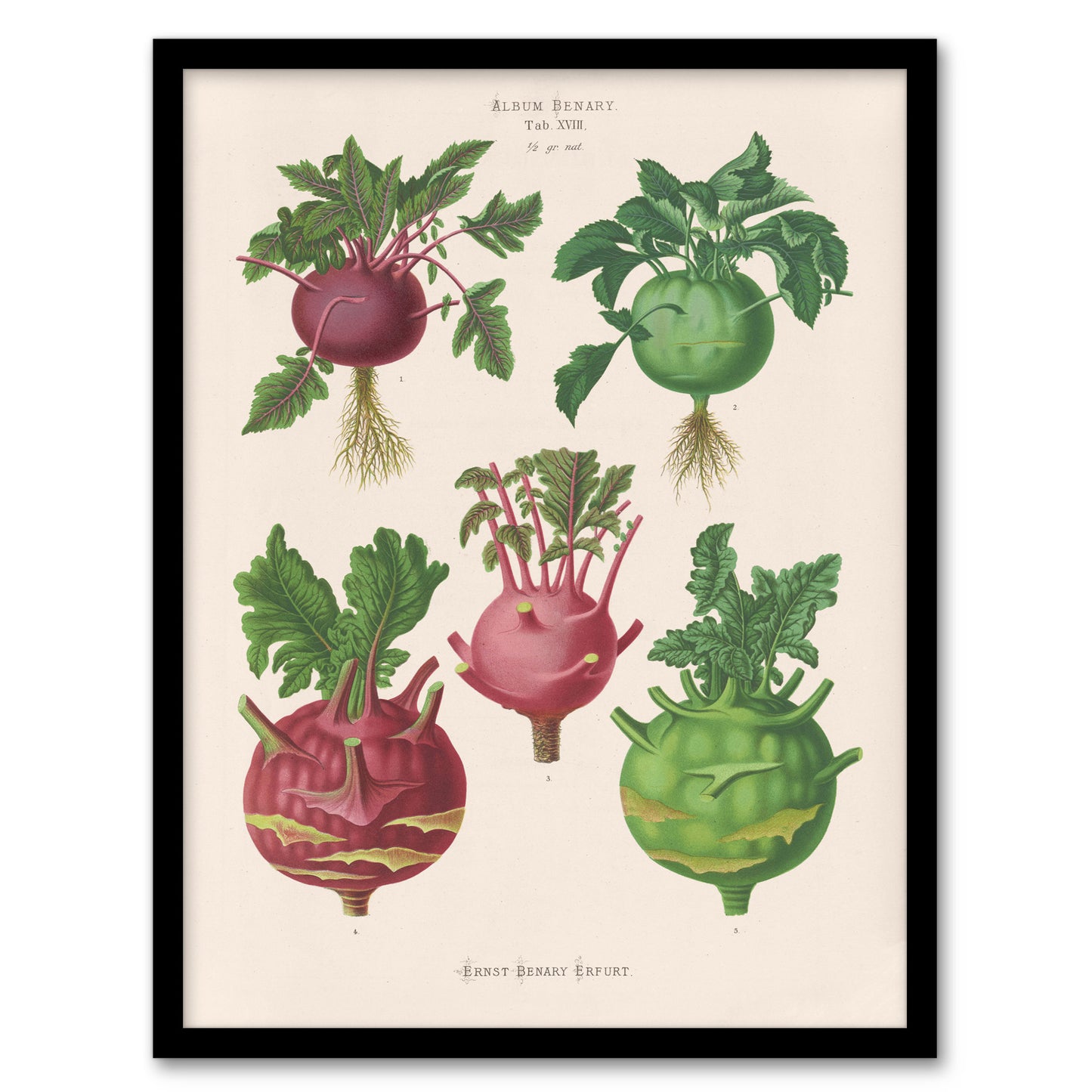 Ernst Benary Kohlrabi Turnip Cabbage Varieties Framed Wall Art Picture Print