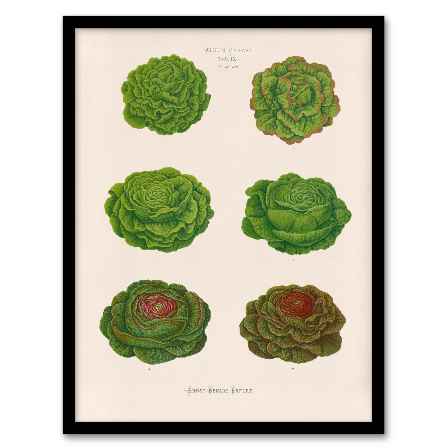Ernst Benary Lettuce and Cabbage Varieties Framed Wall Art Picture Print