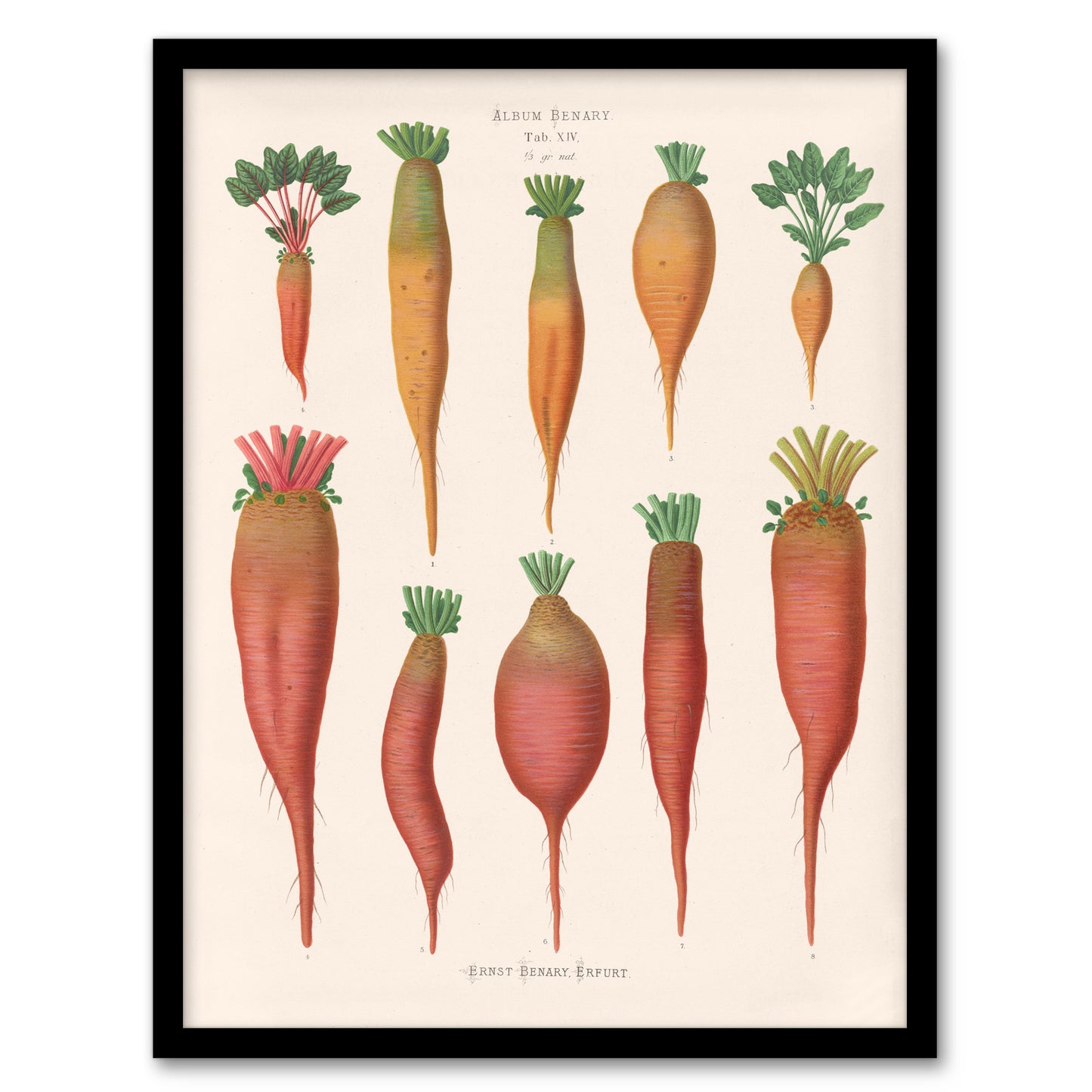 Ernst Benary Mangold Wurzels Field Beet Varieties Framed Wall Art Print