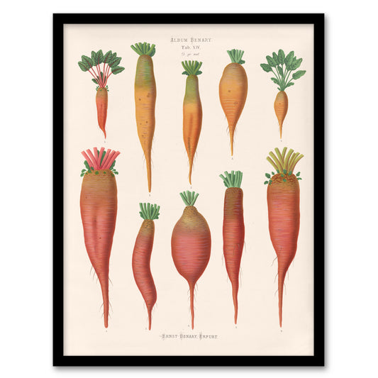 Ernst Benary Mangold Wurzels Field Beet Varieties Framed Wall Art Print