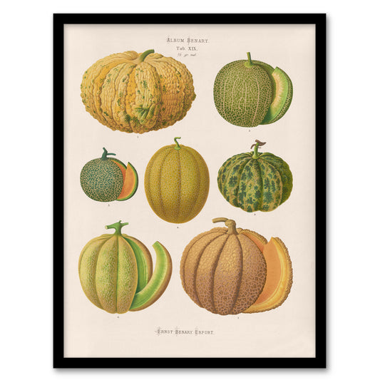Ernst Benary Melon Varieties Vintage Illustration Framed Wall Art Print