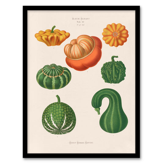 Ernst Benary Ornamental Gourds Vintage Botanical Framed Wall Art Print