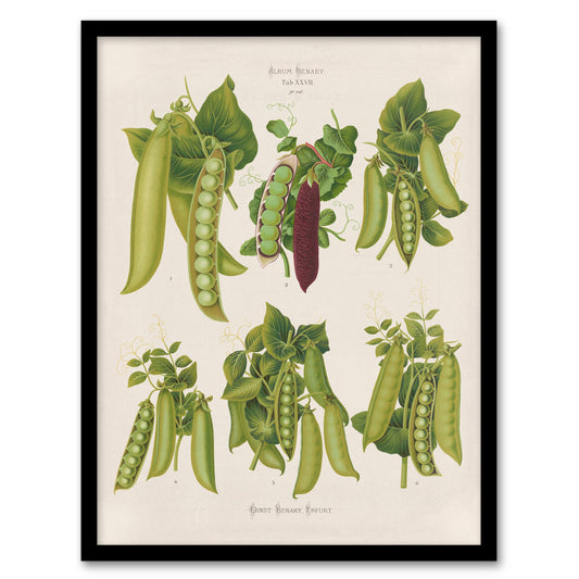 Ernst Benary Pea Plant Varieties Vintage Botanical Framed Wall Art Print