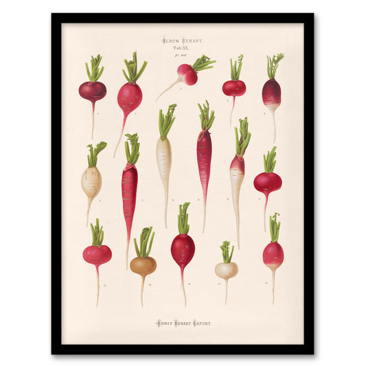 Ernst Benary Radish Root Varieties Vintage Botanical Framed Wall Art Print