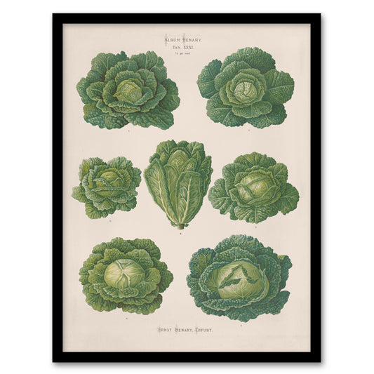 Ernst Benary Savoy Cabbages Vintage Botanical Framed Wall Art Picture Print