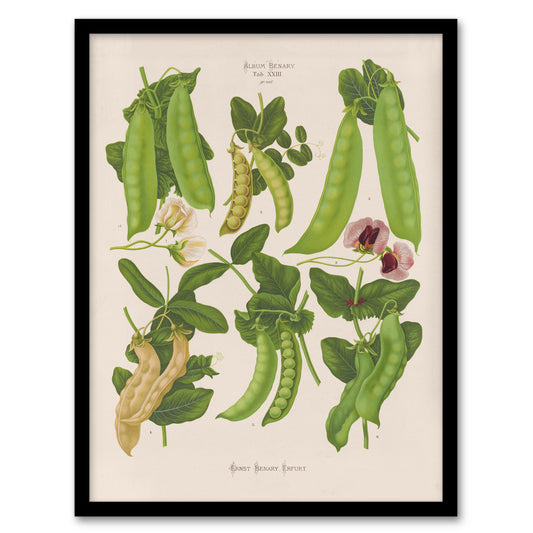 Ernst Benary Sugar Peas Varieties Vintage Botanical Framed Wall Art Print