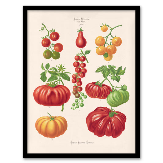 Ernst Benary Tomatoes or Love Apples Vintage Botanical Framed Wall Art Print