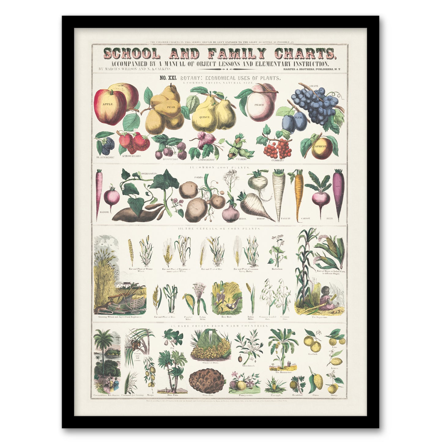 Willson and Calkins School And Family Charts No XXI Framed Wall Art Print