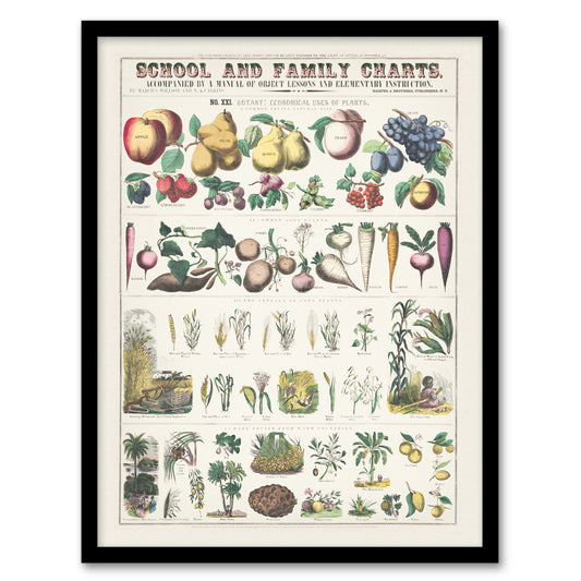 Willson and Calkins School And Family Charts No XXI Framed Wall Art Print