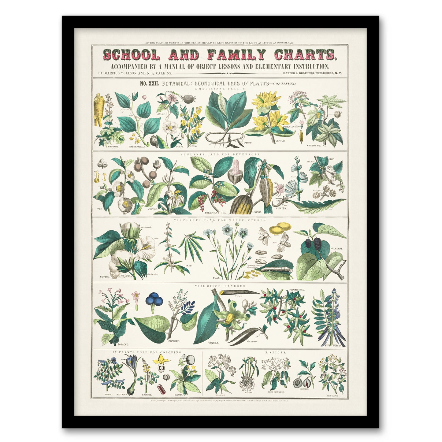 Willson and Calkins Vintage Botanical Chart No XXII Framed Wall Art Print