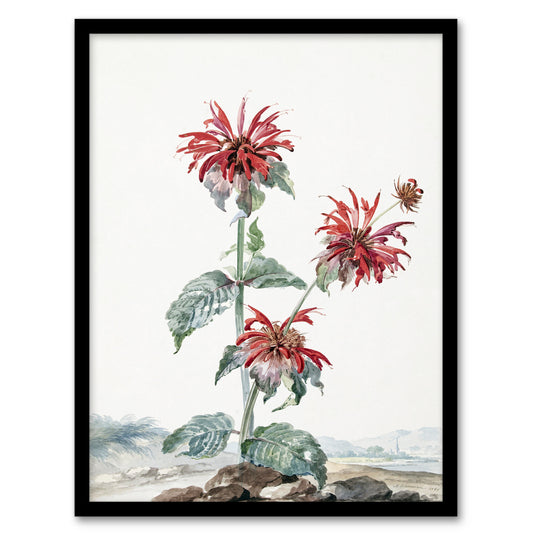 Aert Schouman Framed Wall Art Red Bergamot Flowers in a Landscape Home Décor