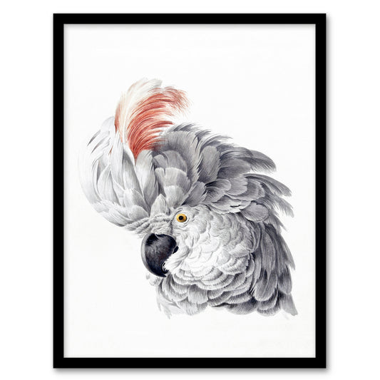 Aert Schouman Framed Wall Art Print Cockatoo Parrot Head Watercolour Home Décor